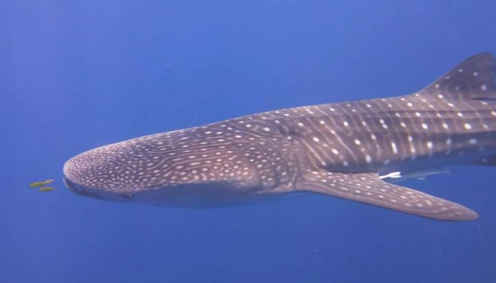 ظهور القرش الحوت من جديد بشواطئ الغردقة