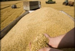 نظام الانقلاب يشتري 240 ألف طن من قمح الأرجوت