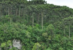 قطعة "شيكولاتة" تنقذ حياة طفل تاه في غابة روسية 3 أيام