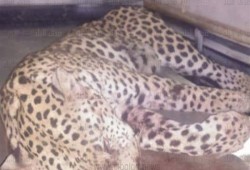 نمر يلتهم فتاة في قرية بالجيزة