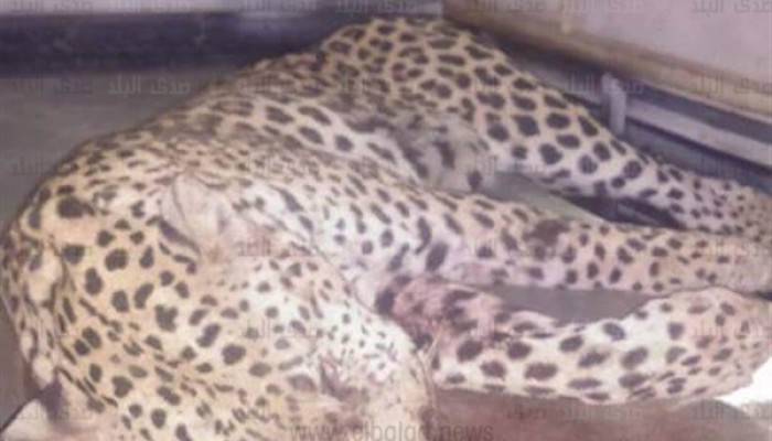 نمر يلتهم فتاة في قرية بالجيزة