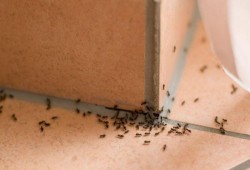 تعرَّفي على 5 خطوات للتخلص من نمل المنزل