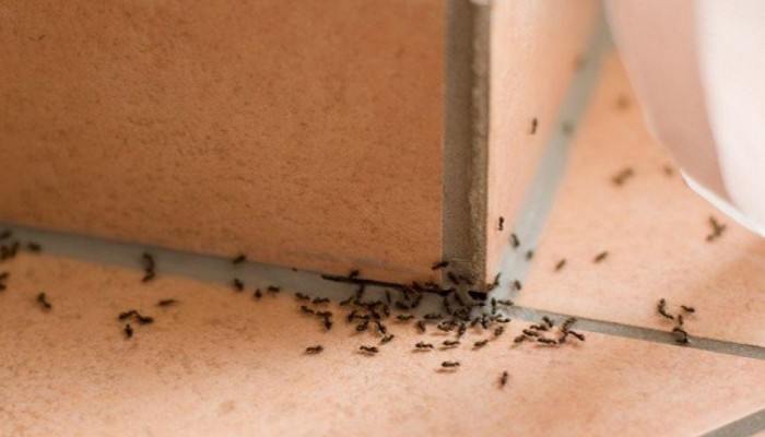 تعرَّفي على 5 خطوات للتخلص من نمل المنزل