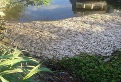 نفوق 4 طن أسماك في نيل المحمودية يثير فزع الأهالي