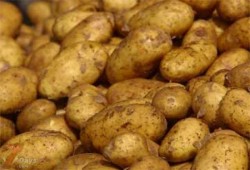 روسيا ترفض رفع الحظر عن "البطاطس المصرية"