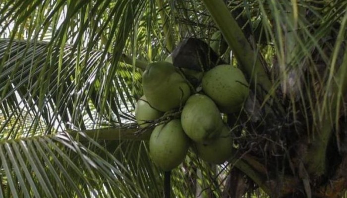 طلبة عُمانيون يبتكرون مادة هلامية لري الأشجار