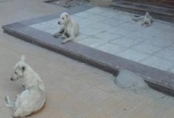 في عهد الانقلاب: مستشفى "طب الأزهر" بأسيوط "خرابة" للقطط والكلاب