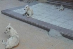 في عهد الانقلاب: مستشفى "طب الأزهر" بأسيوط "خرابة" للقطط والكلاب