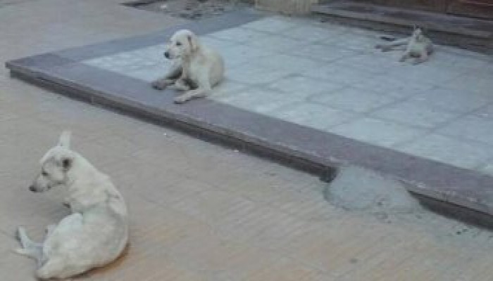 في عهد الانقلاب: مستشفى "طب الأزهر" بأسيوط "خرابة" للقطط والكلاب