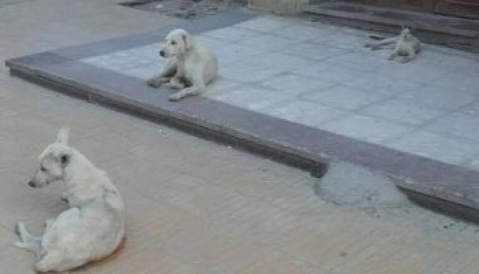 في عهد الانقلاب: مستشفى "طب الأزهر" بأسيوط "خرابة" للقطط والكلاب