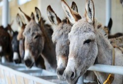 لهذه الأسباب.. الصين تسعى لشراء كل حمير العالم