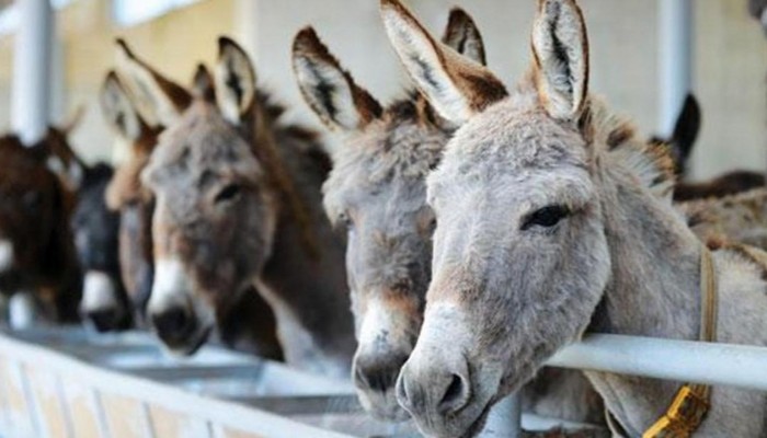 لهذه الأسباب.. الصين تسعى لشراء كل حمير العالم
