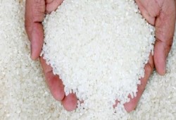 أزمة جديدة مرتقبة بالأرز