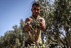 وفرة في إنتاج الزيتون في غزة هذا العام