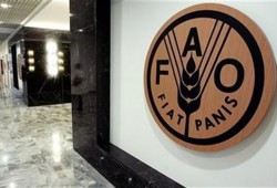 "فاو": ارتفاع أسعار الغذاء لأعلى مستوى في 18 شهرا