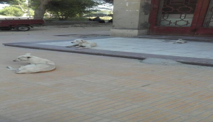 أزهر أسيوط عن انتشار القطط والكلاب بالجامعة: خاطبنا الطب البيطرى ولم يرد