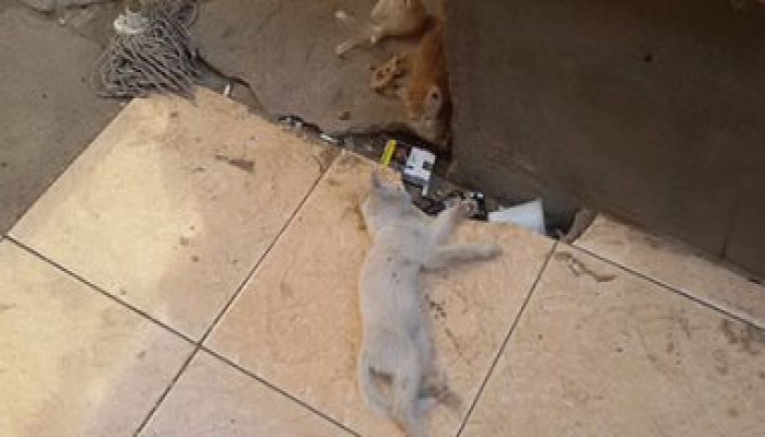 انتشار القطط و"مناشر الغسيل" داخل مستشفى حميات بنى سويف