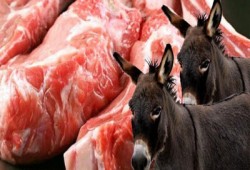 فى عهد العسكر... الطب البيطري : كل المواطنين أكلوا لحم حمير بنسبة 100%