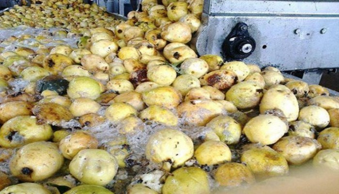 ضبط 23 طن جوافة بـ«الديدان والعفن» في مصنع عصائر كبير بمصر