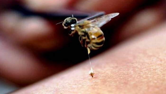 تطوير علاج جديد من سم النحل لالتهاب المفاصل