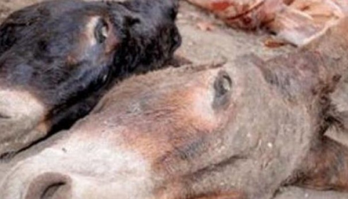 العثور علي 500 حمار مسلوخ في كفرالشيخ