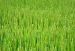 حكومة الانقلاب تخفض المساحة المزروعة بالأرز بنسبة الثلث الموسم المقبل