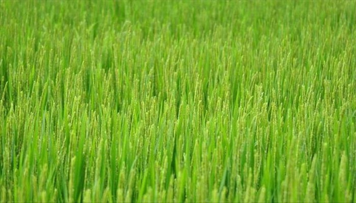 حكومة الانقلاب تخفض المساحة المزروعة بالأرز بنسبة الثلث الموسم المقبل