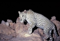 حيوان ضخم يثير الرعب بقرى البدرشين