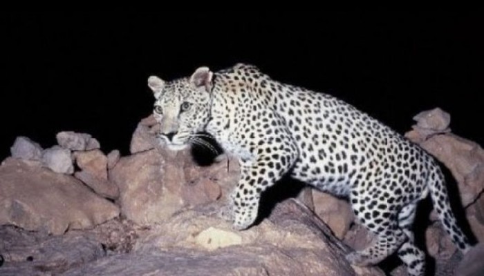 حيوان ضخم يثير الرعب بقرى البدرشين