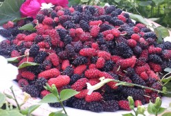 هل تعاني من السمنة والسكر؟.. الحل في التوت