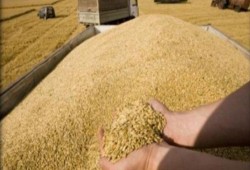%15 زيادة فى أسعار الحبوب خلال أسبوع واحد