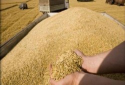 %15 زيادة فى أسعار الحبوب خلال أسبوع واحد