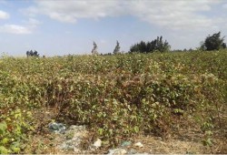 فساد محصول القطن بالرحمانية والاهالى لازم يتحاسب المسؤول