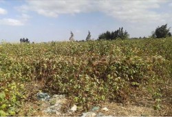 فساد محصول القطن بالرحمانية والاهالى لازم يتحاسب المسؤول