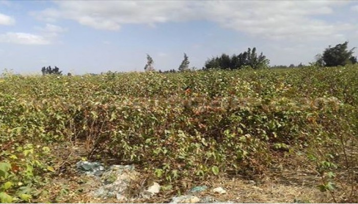 فساد محصول القطن بالرحمانية والاهالى لازم يتحاسب المسؤول
