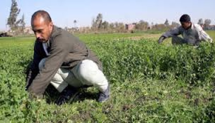 الجفاف يضرب أسيوط ويهدد آلاف الأفدنة بالقوصية
