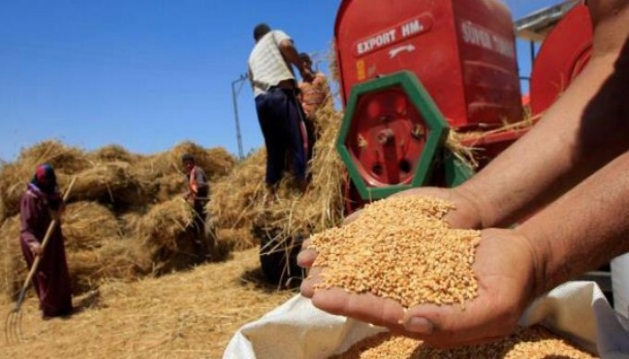 "بلومبرج": مصر تستبعد المفتشين الرافضين لدخول "قمح الإرجوت"