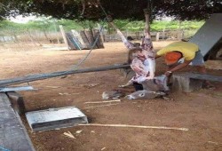 ضبط 4 أشخاص يسلخون عدد من الحمير بكوم حمادة