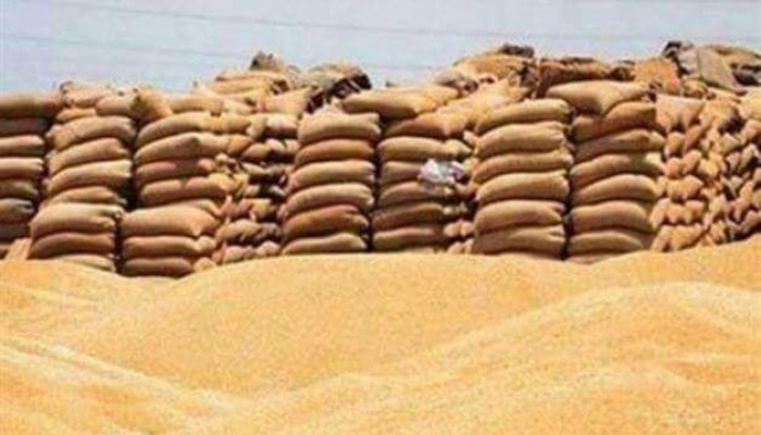 سرقة 9306 طن قمح بشونة بنك التنمية بالشرقية واثبات العجز