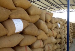 33 مليون جنيه قيمه سرقات القمح بشونة بنك التنمية بالشرقية