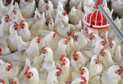 شعبة الدواجن: الدجاج المصري أرخص من المستورد ونكتفي ذاتيا بنسبة 90% ولا حاجة للاستيراد