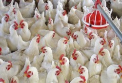 شعبة الدواجن: الدجاج المصري أرخص من المستورد ونكتفي ذاتيا بنسبة 90% ولا حاجة للاستيراد