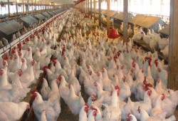 شعبة الدواجن تعلن ارتفاع الأسعار إلي40 جنيها للكيلو يناير القادم