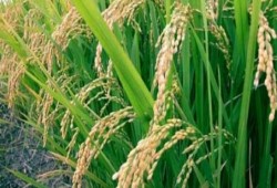 فى ارتفاع غير مسبوق .. سعر الأرز الشعير يصل 4200