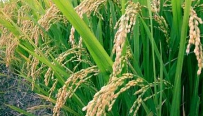 فى ارتفاع غير مسبوق .. سعر الأرز الشعير يصل 4200