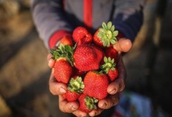 "الفراولة" من غزة المحاصرة إلى أسواق أوروبا