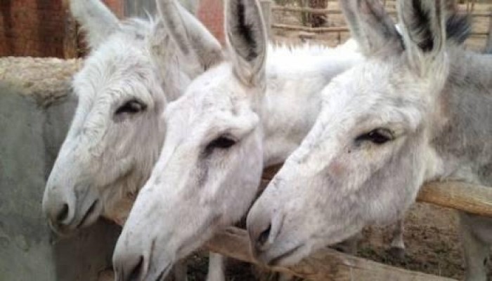 "الزراعة" توافق على تصدير 10 آلاف حمار سنويًا