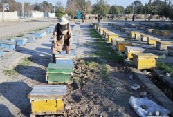 توابع أزمة السكر.. 60% من "مناحل العسل" تغلق أبوابها