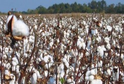 تراجع صادرات القطن المصري 6.8%