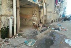 سكان أبو قير يشكون انتشار الكلاب الضالة شرق الإسكندرية